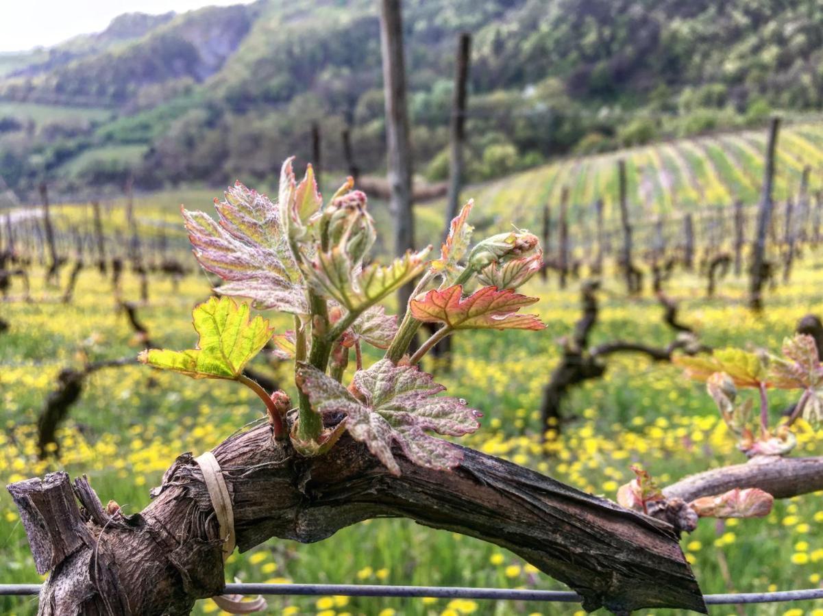 Cascina Bertolotto Wine Resort Spigno Monferrato Eksteriør billede