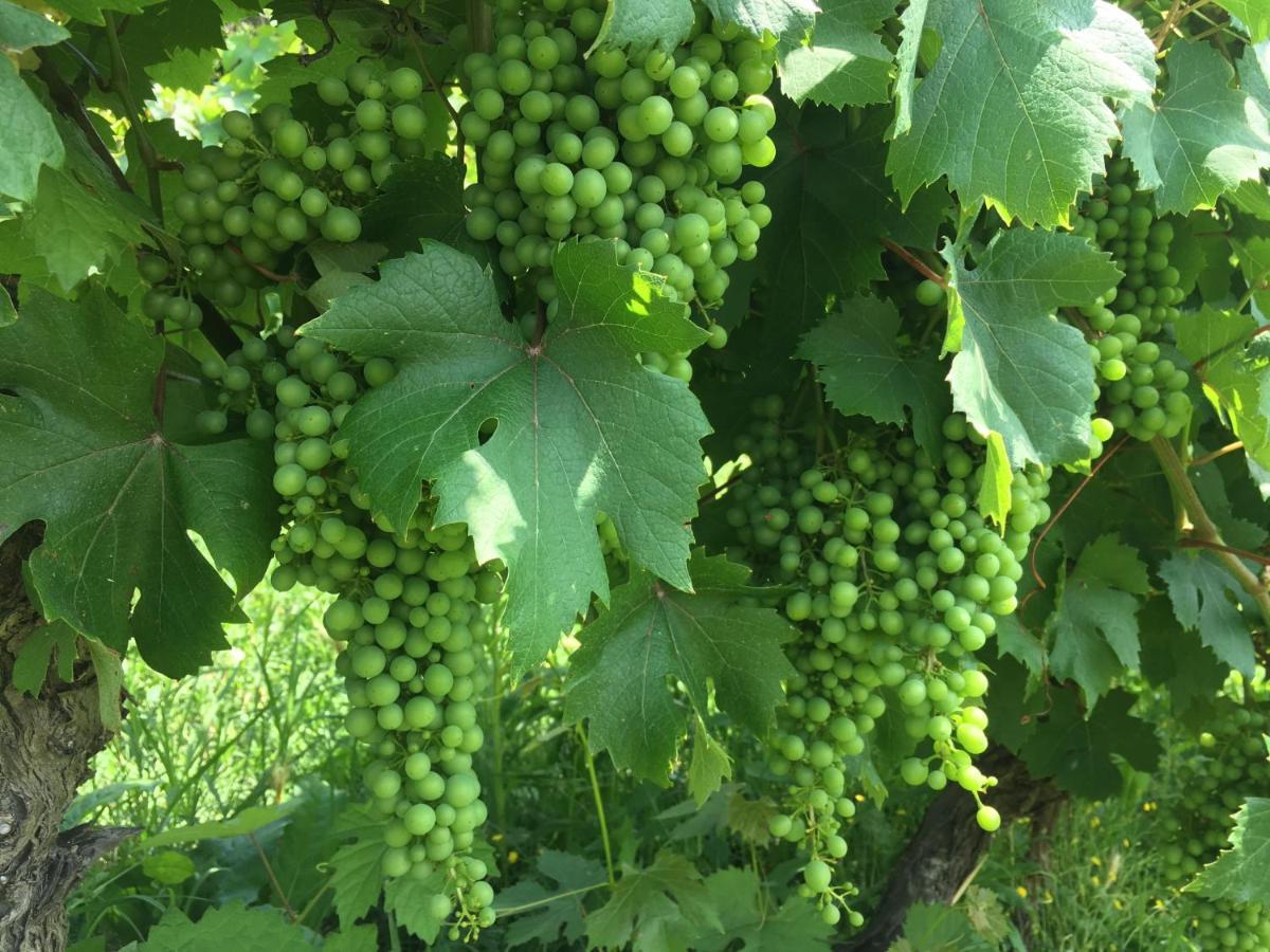 Cascina Bertolotto Wine Resort Spigno Monferrato Eksteriør billede